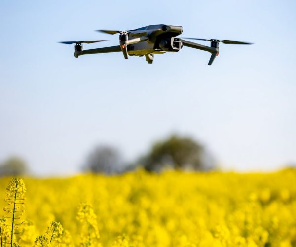 drone-flying-over-oilseed